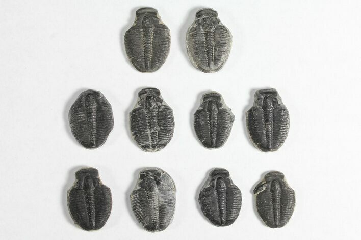 Lot: / Elrathia Trilobite Molt Fossils - Pieces #92054